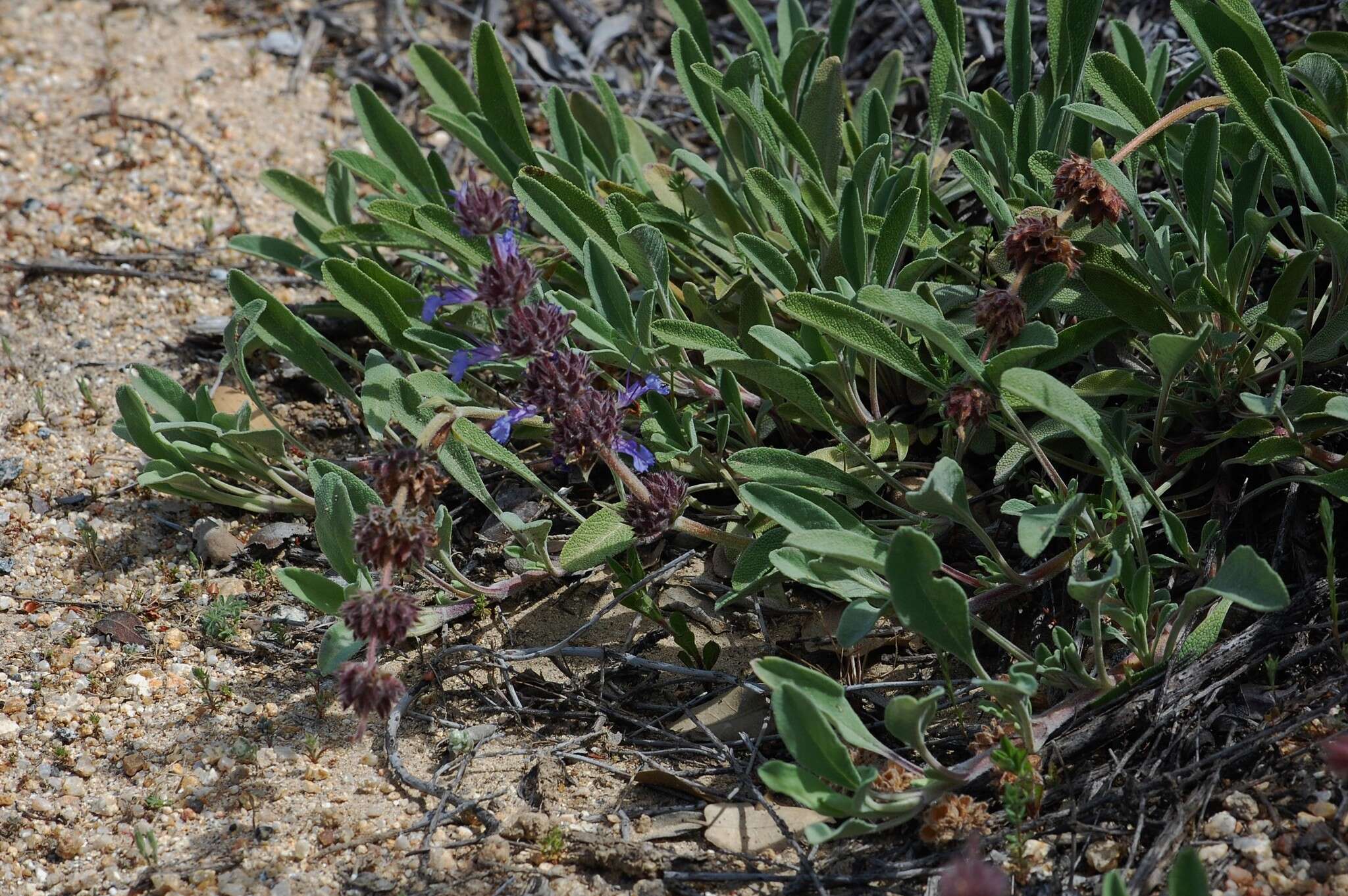 Imagem de Salvia sonomensis Greene