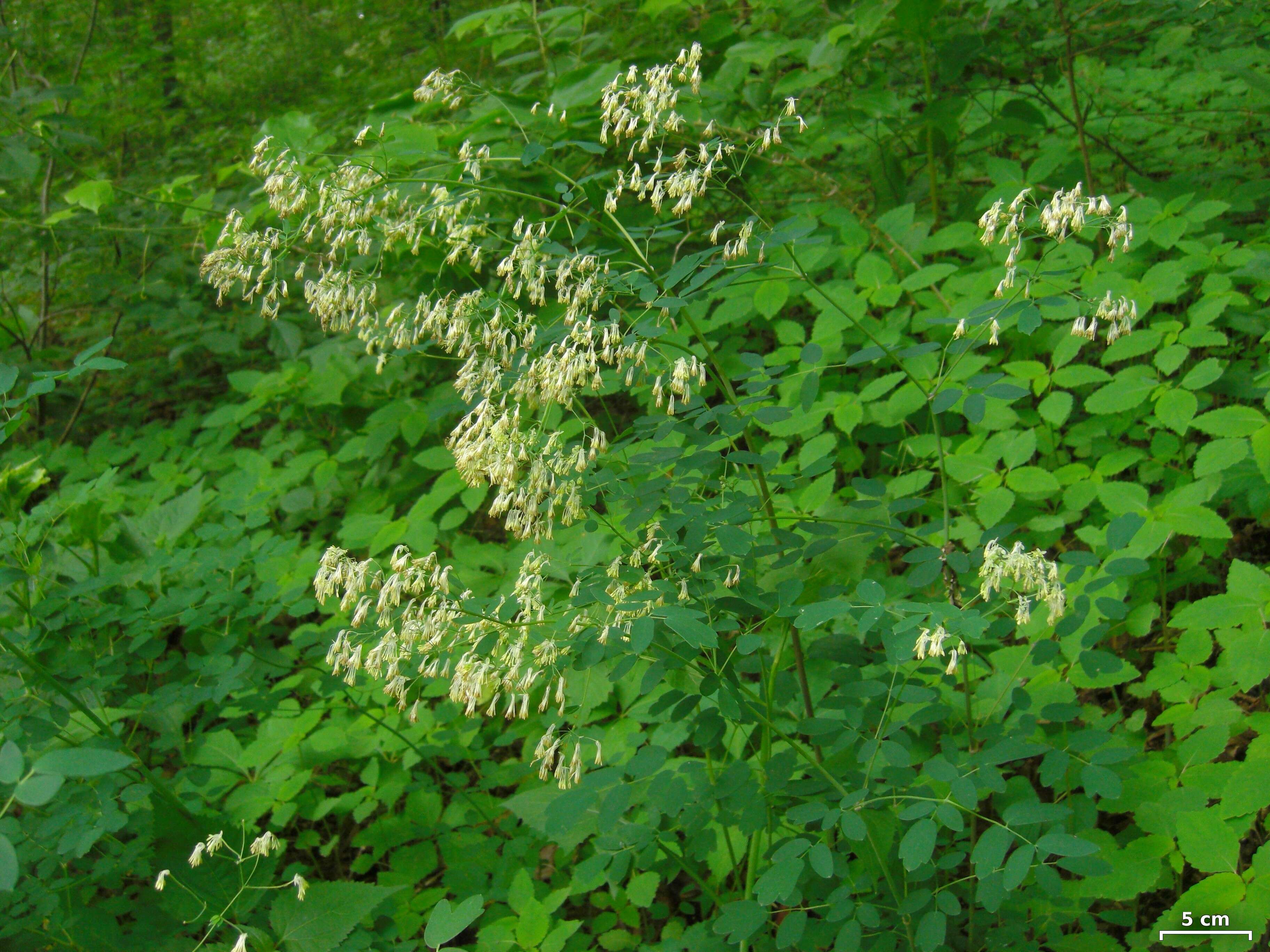 Image of meadow-rue