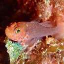 Image of Fang's dwarfgoby