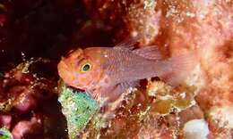 Image of Fang's dwarfgoby