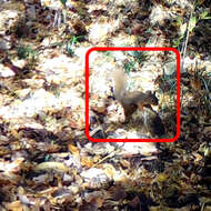 Image of Japanese Squirrel