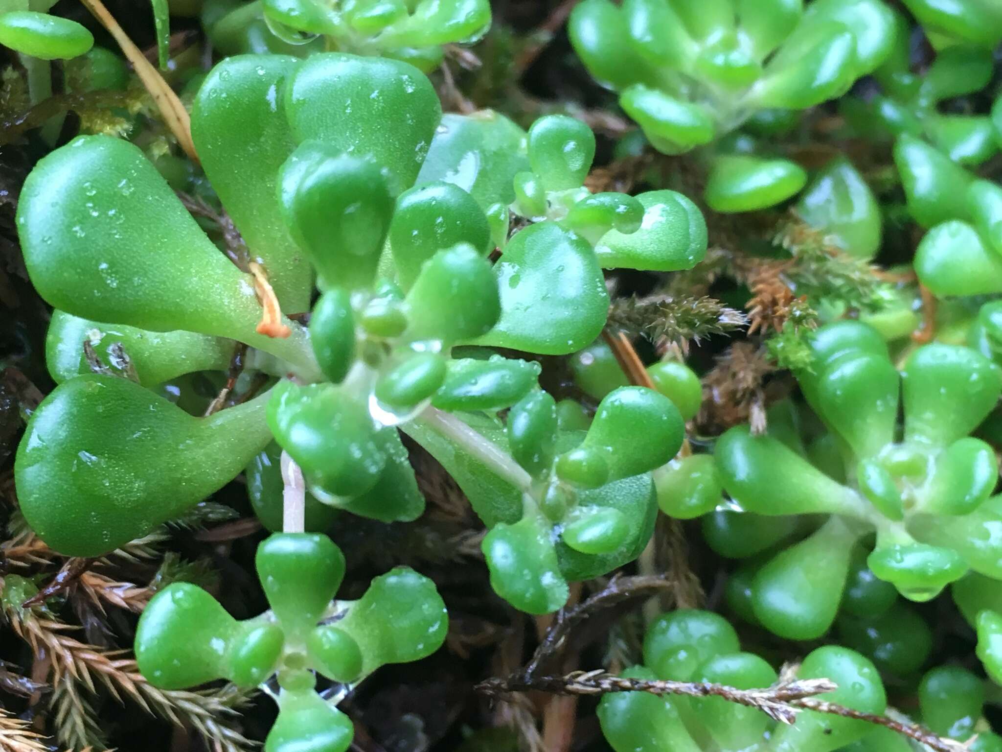 صورة Sedum oreganum subsp. oreganum