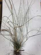 Image of lace grass