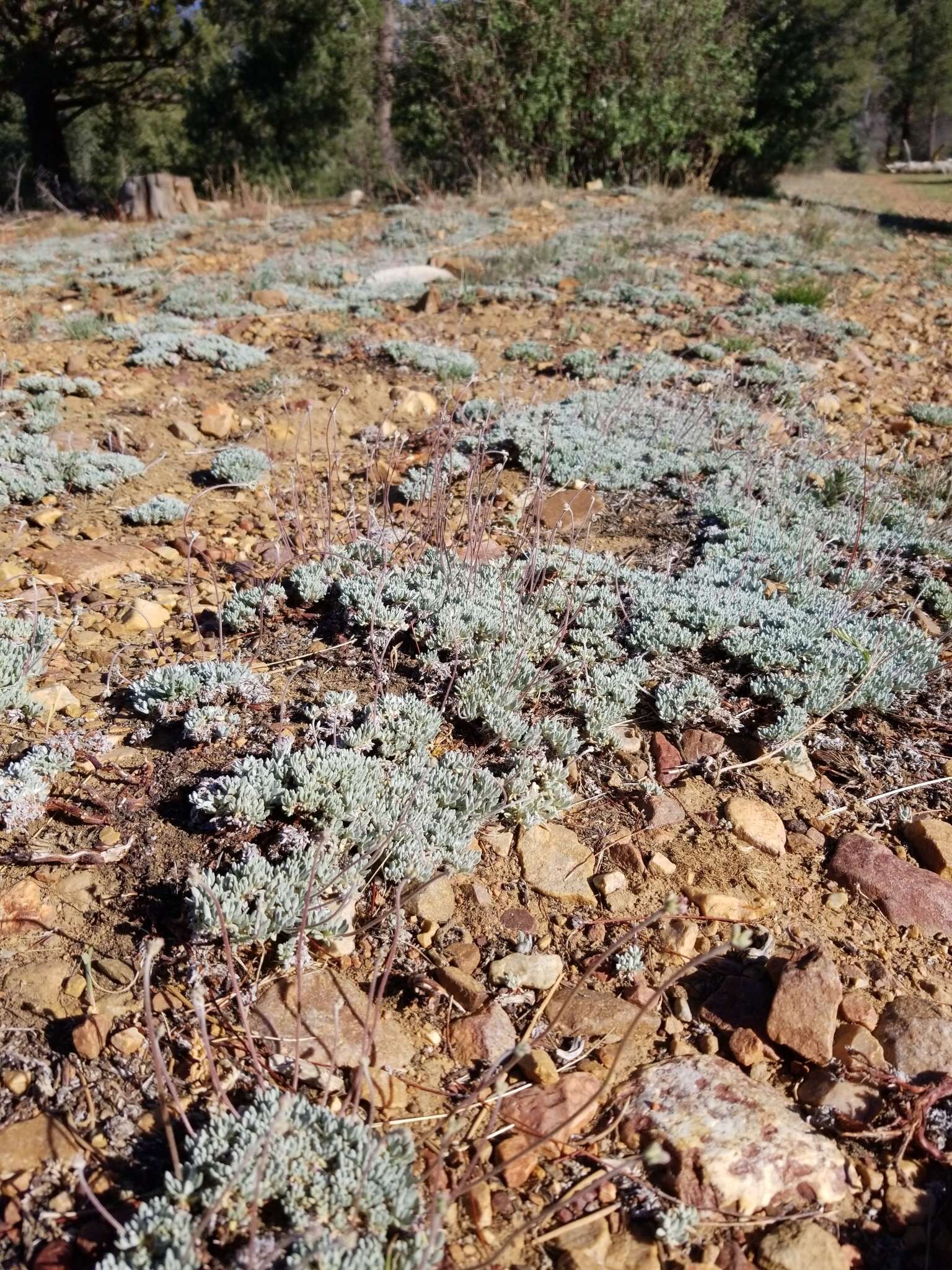 Image of Southern mountain wild-buckwheat