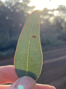 Plancia ëd Eucalyptus drummondii Benth.