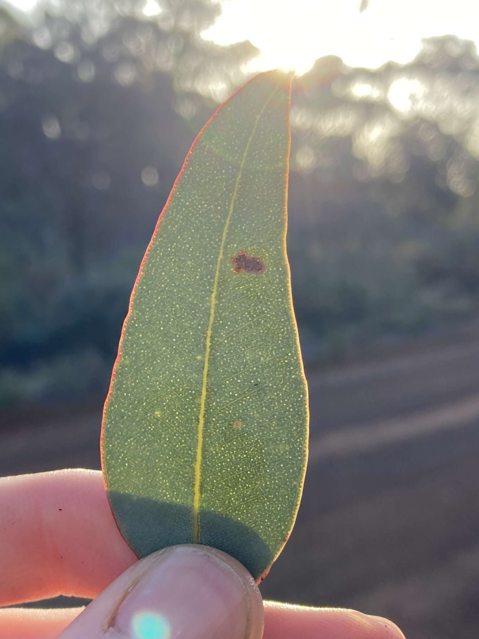 Image of Drummond's Gum