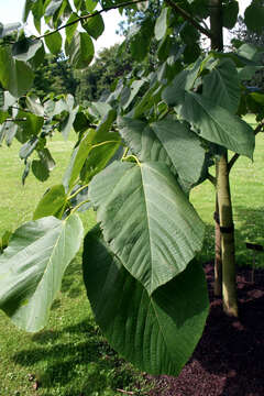 Image of American basswood