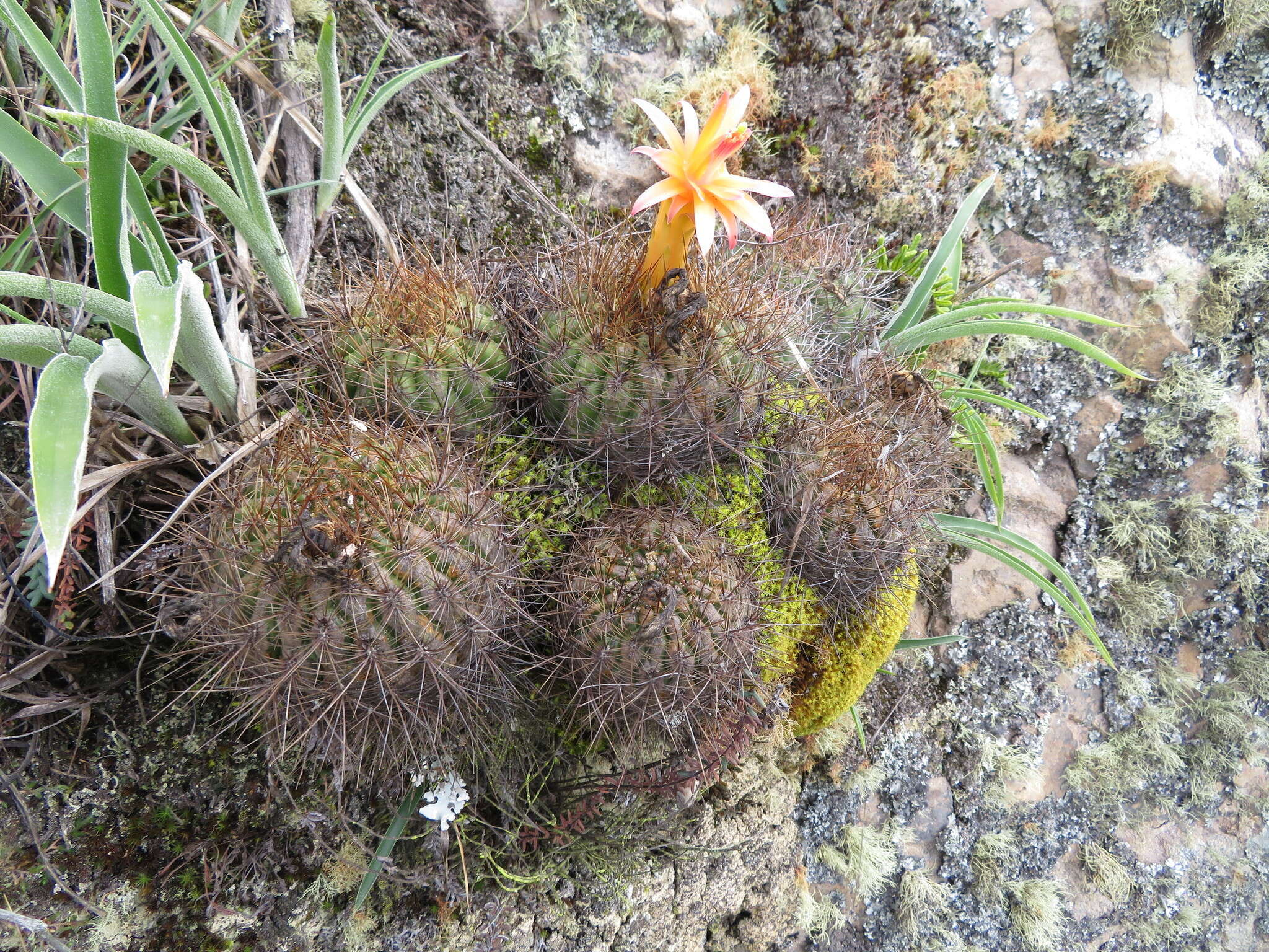 Image of Matucana aurantiaca (Vaupel) Buxb.