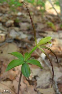 Imagem de Isotria verticillata (Muhl. ex Willd.) Raf.