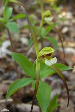 Imagem de Isotria verticillata (Muhl. ex Willd.) Raf.