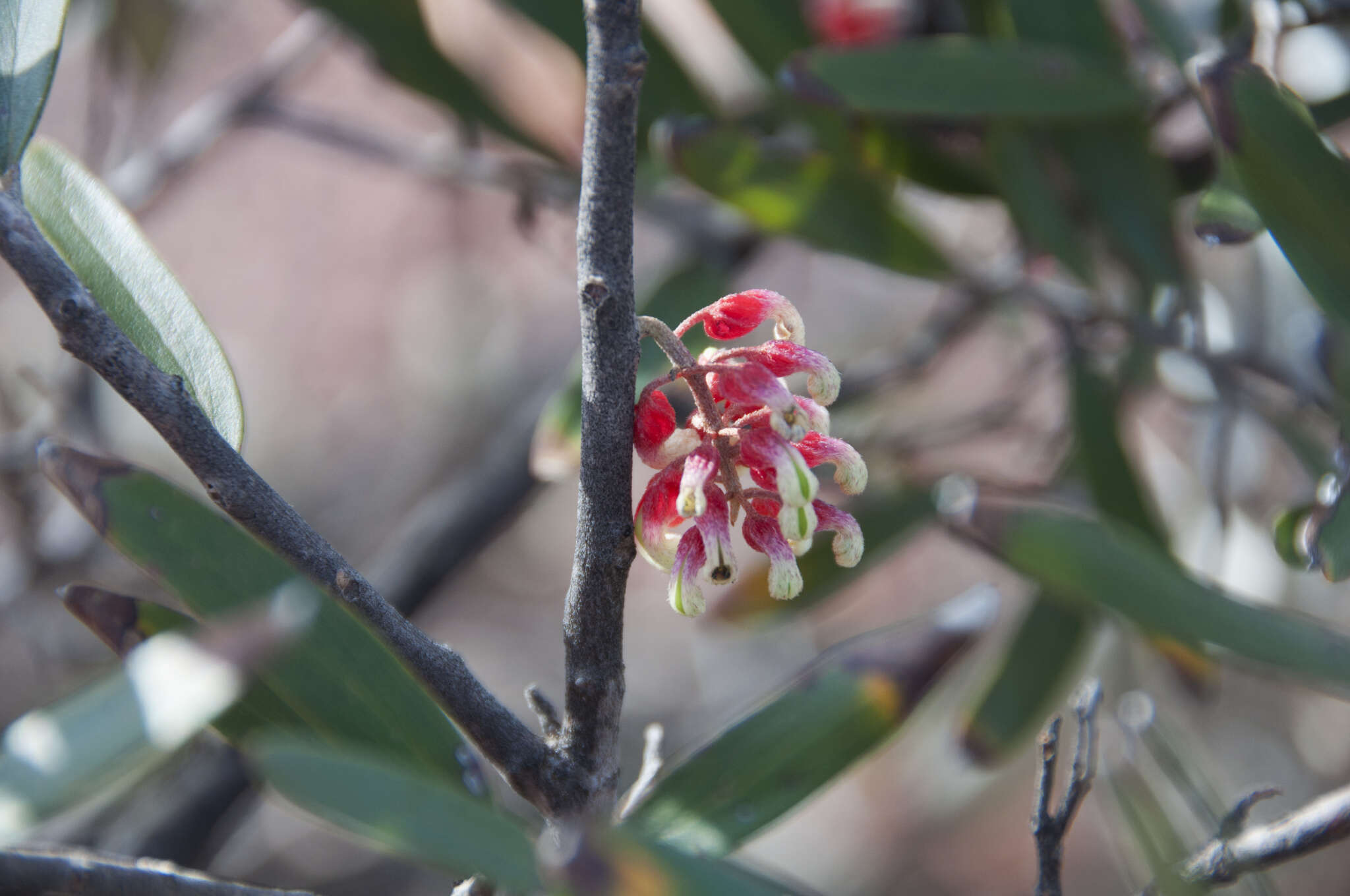 Image of Grevillea aspera R. Br.