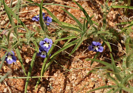 Image of Aptosimum arenarium Engl.