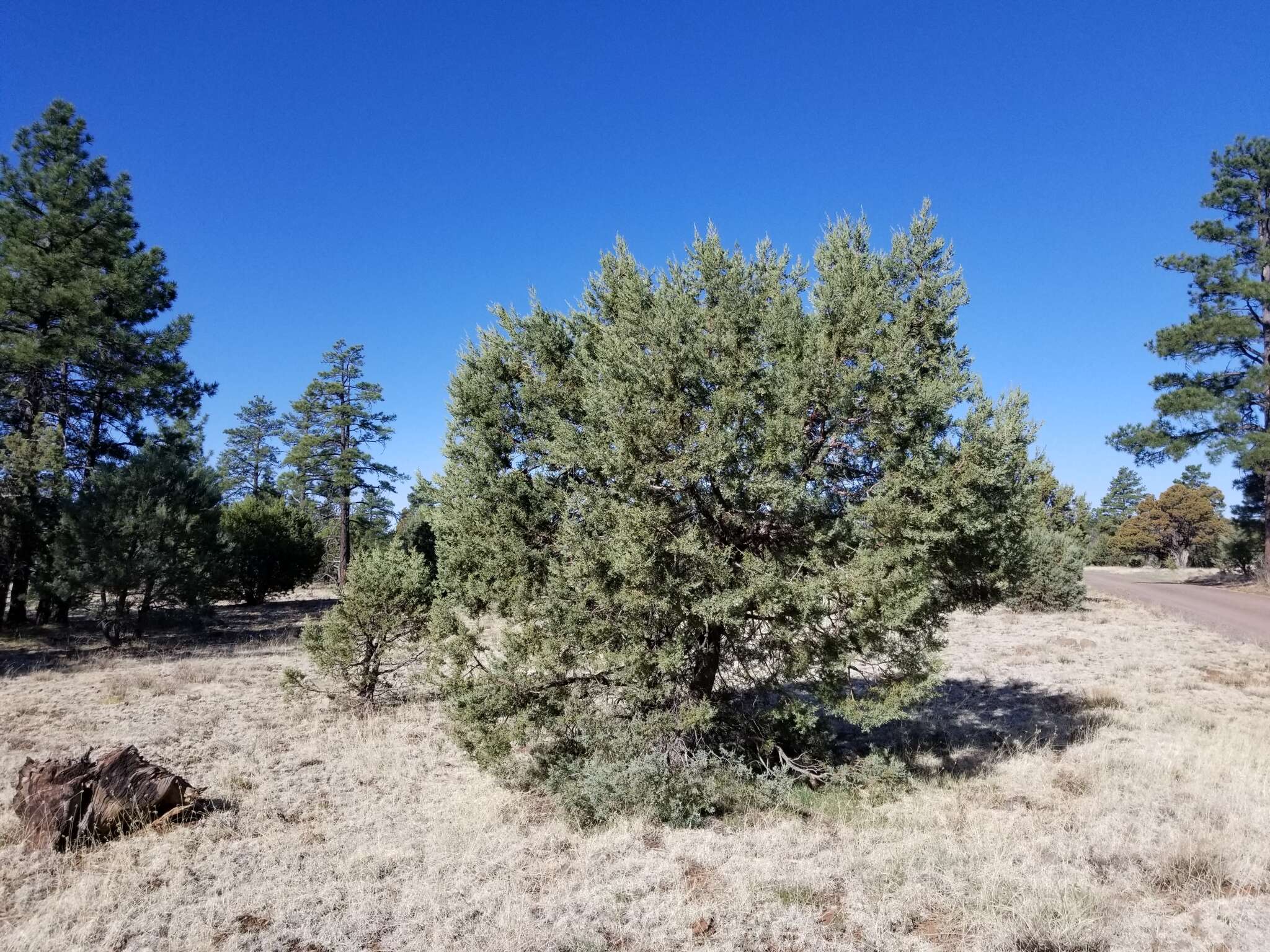 Juniperus monosperma (Engelm.) Sarg. resmi