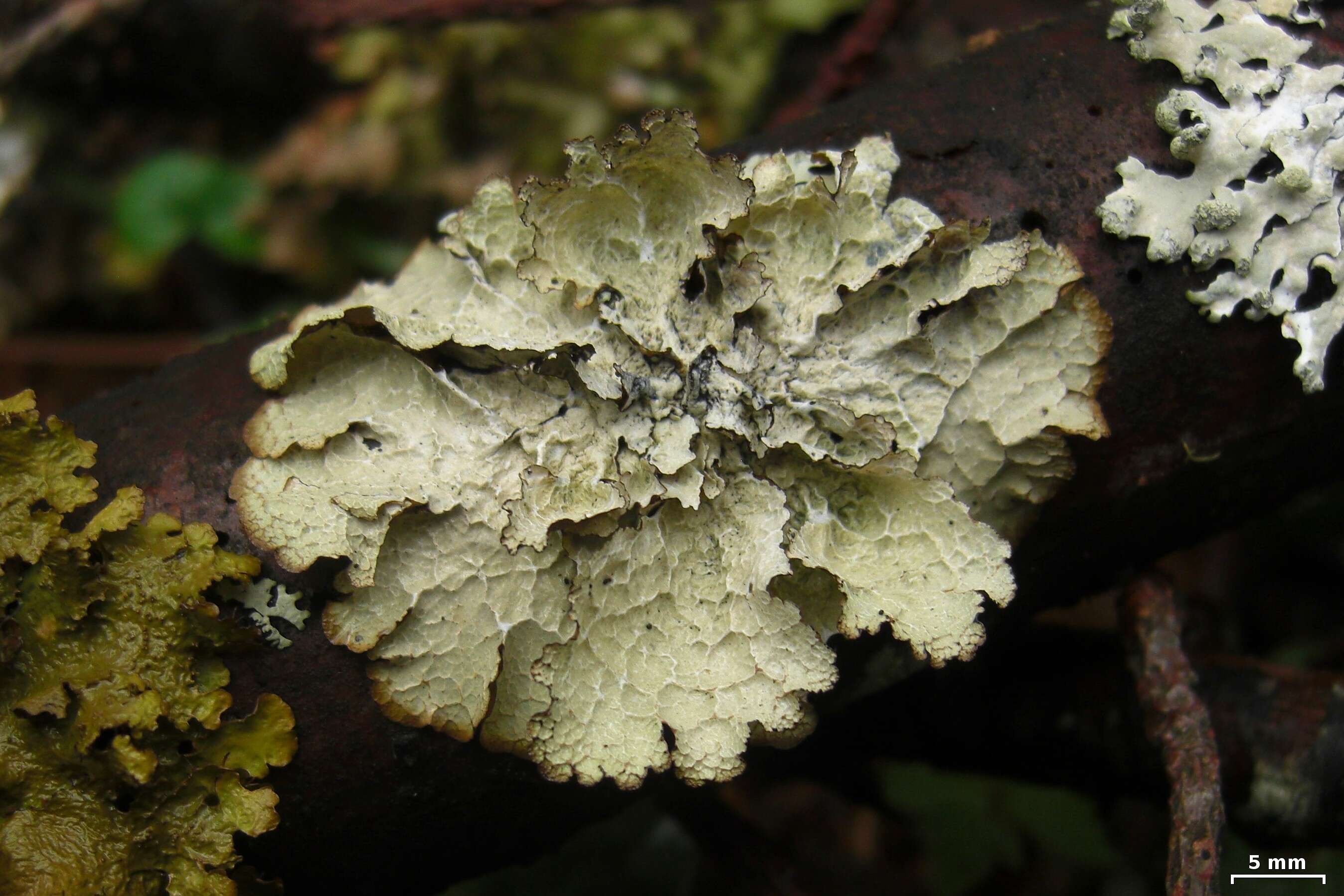 Image of ragged lichen