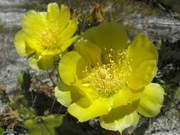 Image of Eastern Prickly Pear