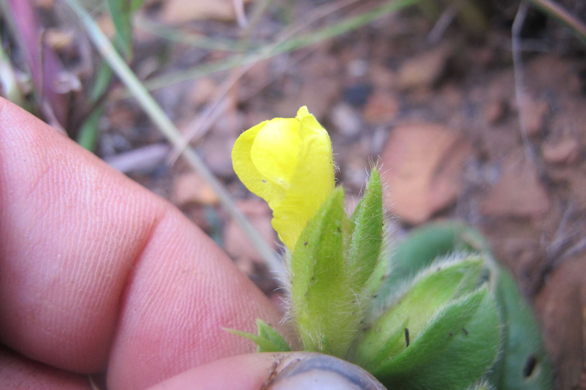 Image de Pearsonia obovata (Schinz) Polhill