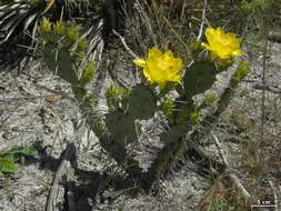 Image of Eastern Prickly Pear