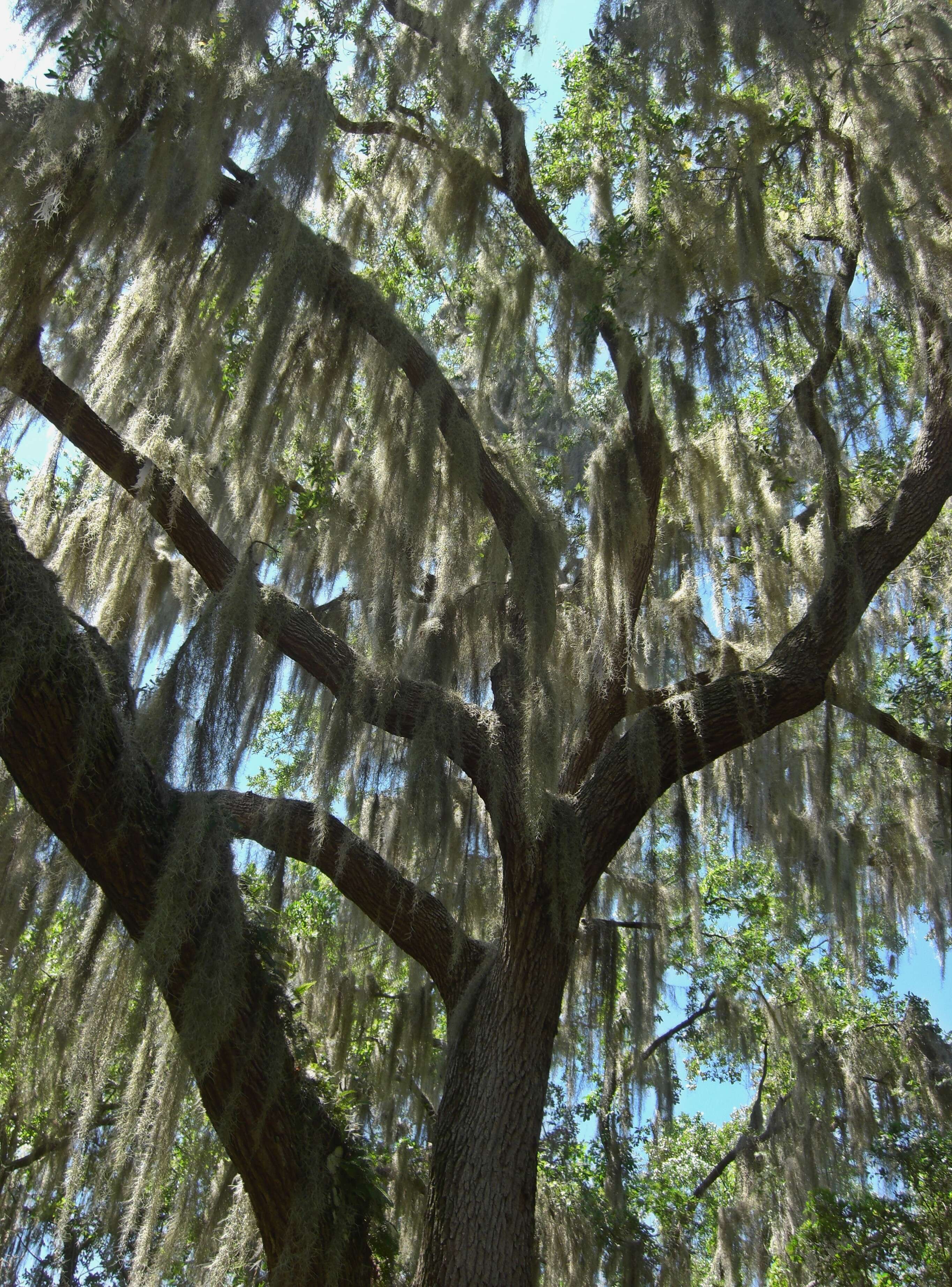 Sivun Tillandsia usneoides (L.) L. kuva