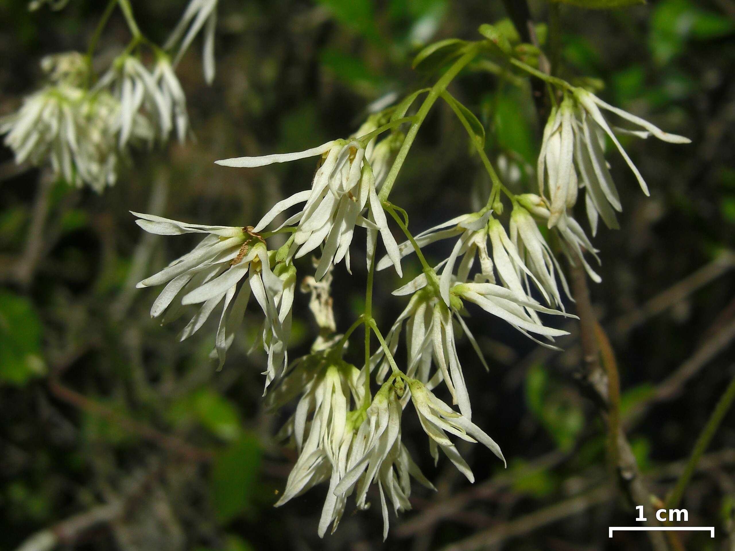 Слика од Chionanthus pygmaeus Small