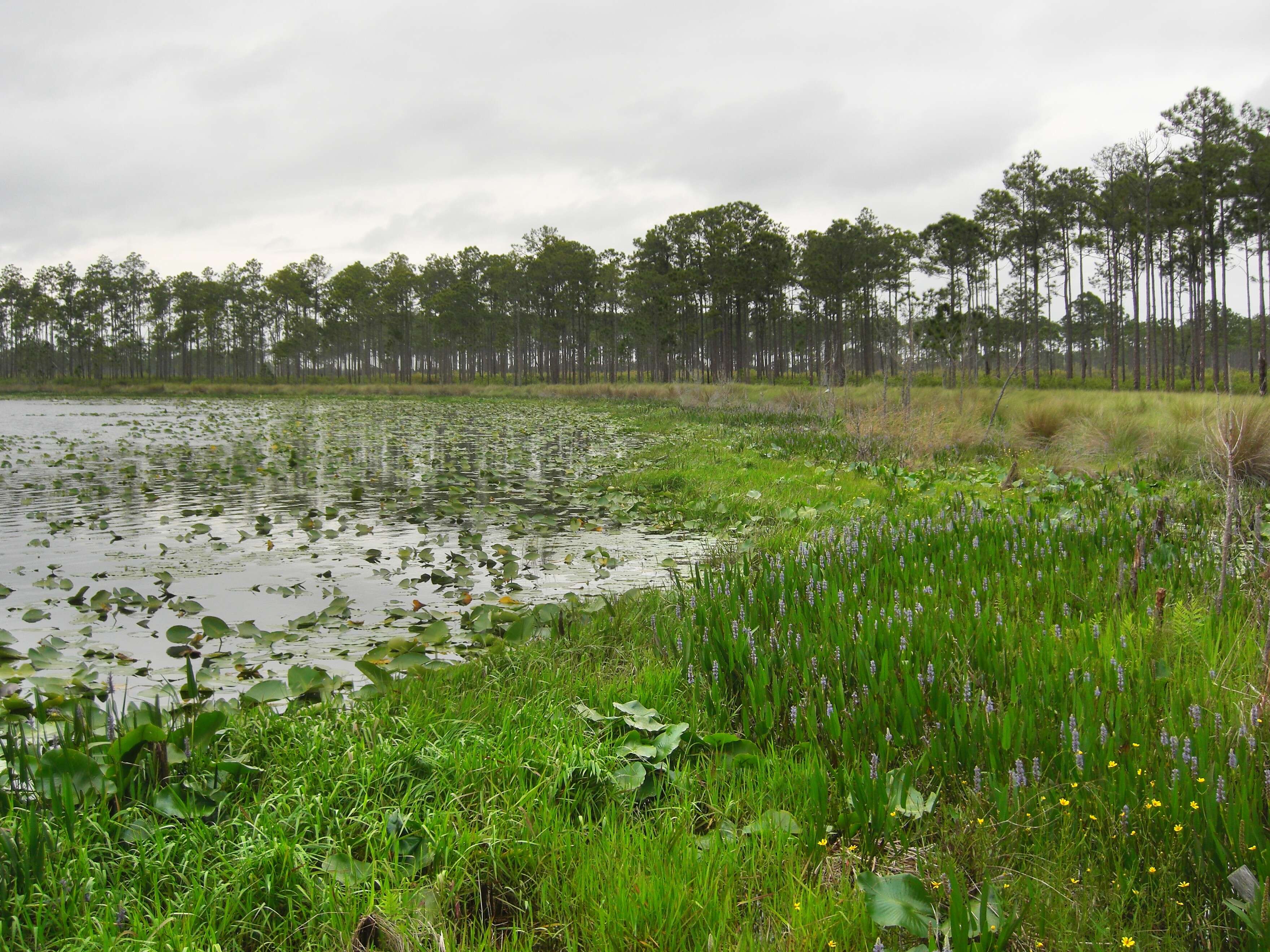 Image of pickerelweed