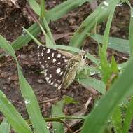 Image of Spialia diomus Hopffer 1855