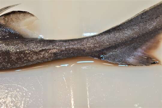 Image of Smooth Lanternshark