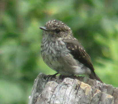 Image of Muscicapa adusta adusta (Boie & F 1828)