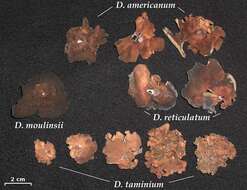 Image of Stippleback lichens