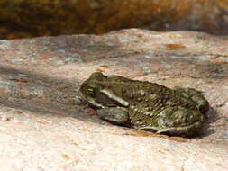 Image of Argentine toad