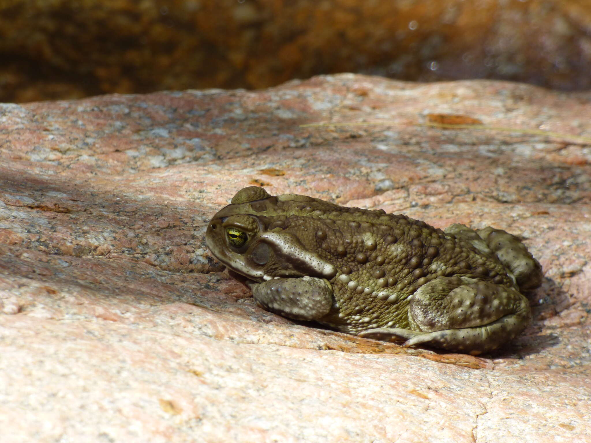 Image de Rhinella arenarum (Hensel 1867)