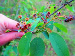 Image de Amelanchier interior Nielsen