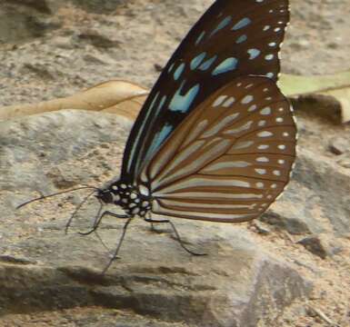 صورة Ideopsis vulgaris Butler 1874