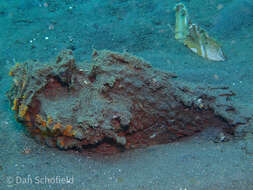 Image of Estuarine stonefish