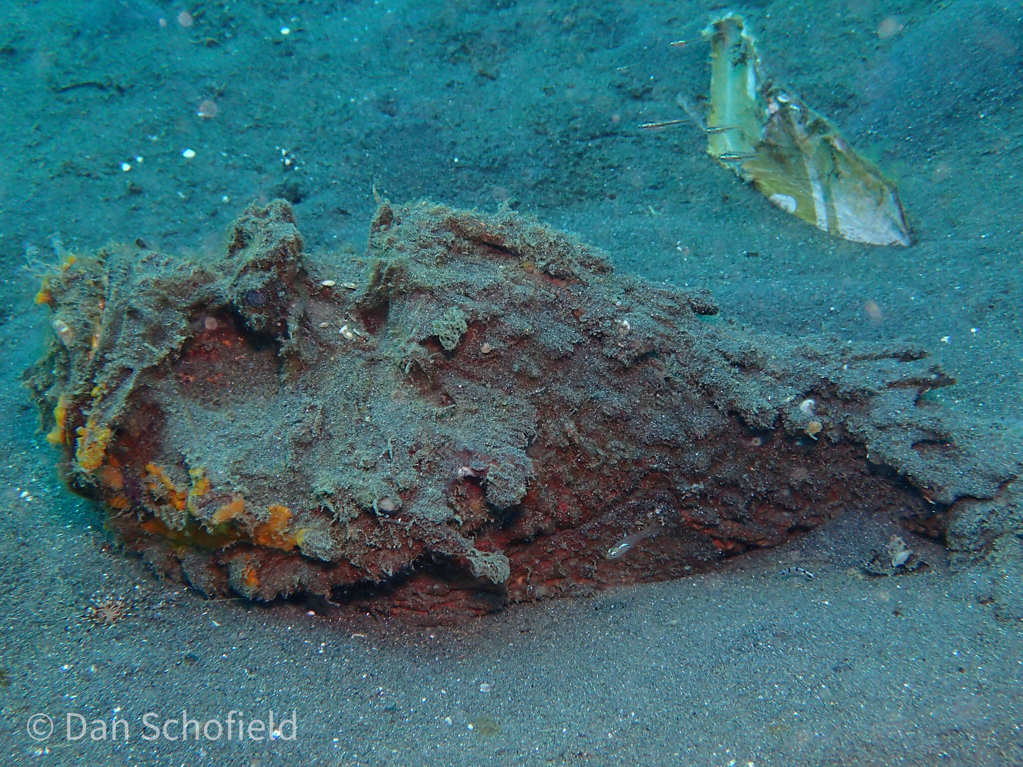 Image of Estuarine stonefish