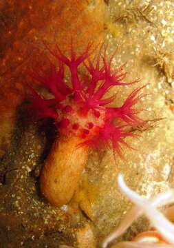 Image of Lampophyton spinatum McFadden & van Ofwegen 2017