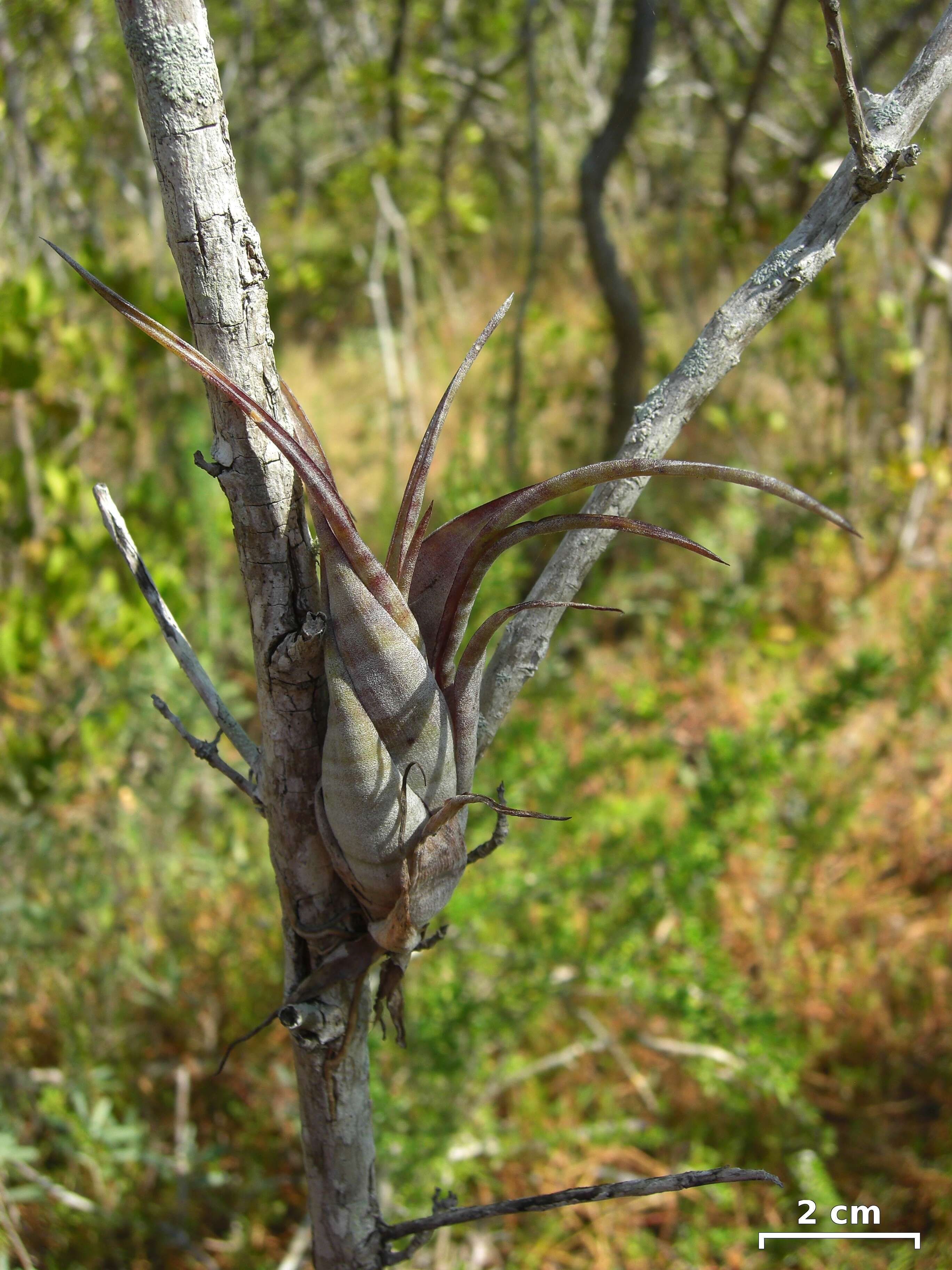 Image of twisted airplant