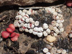 Image of Conophytum obcordellum subsp. rolfii (De Boer) S. A. Hammer