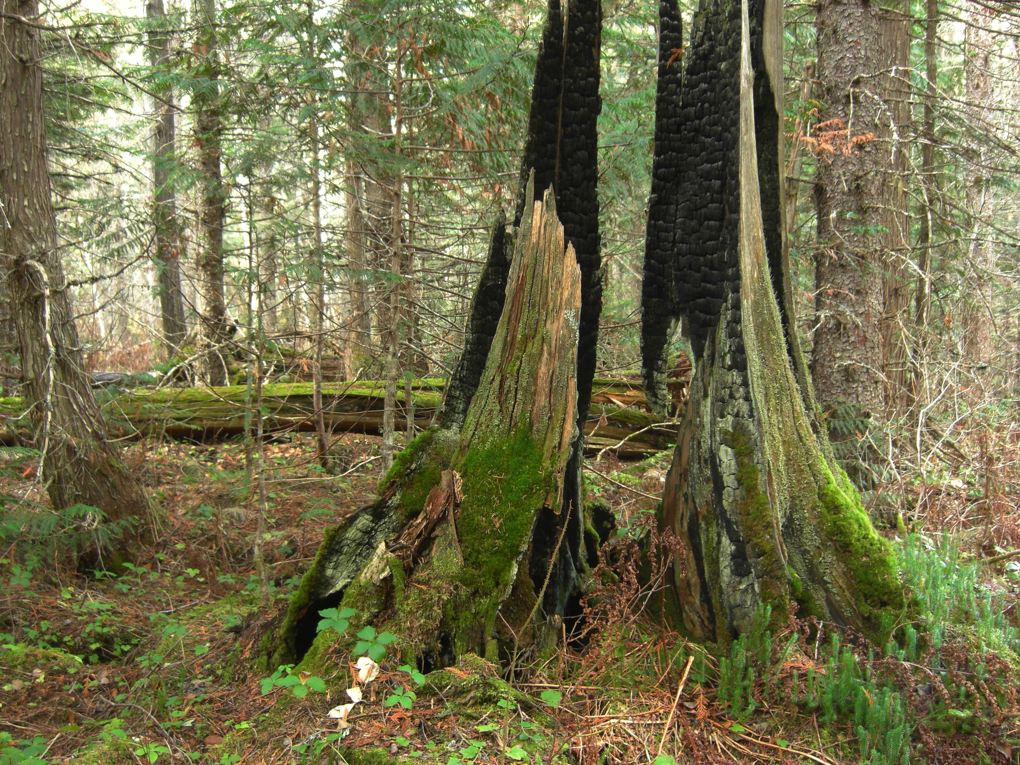 Image of Canoe Cedar