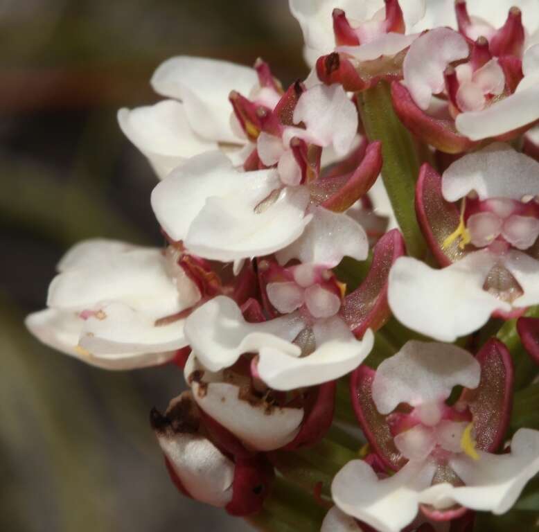 Image of Ceratandra globosa Lindl.