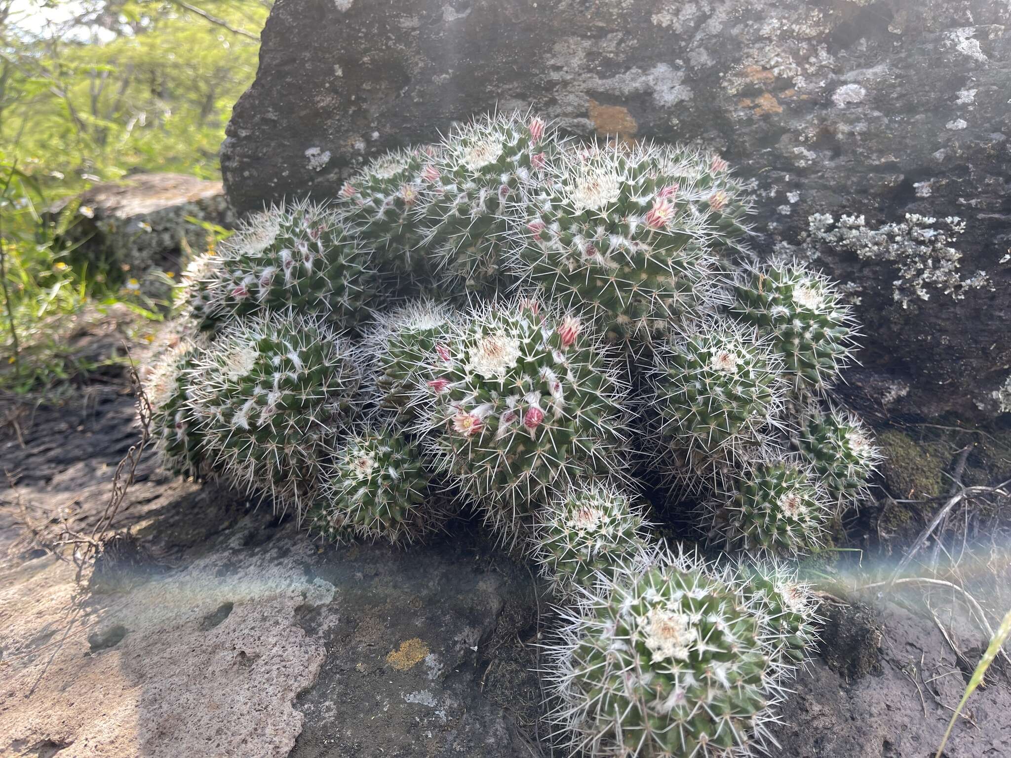 Image of Mammillaria knippeliana Quehl