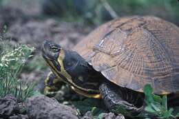 Image of yellow-bellied slider