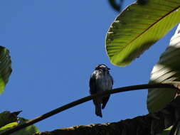 صورة Poecilostreptus cabanisi (Sclater & PL 1868)