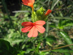 Image of crossandra