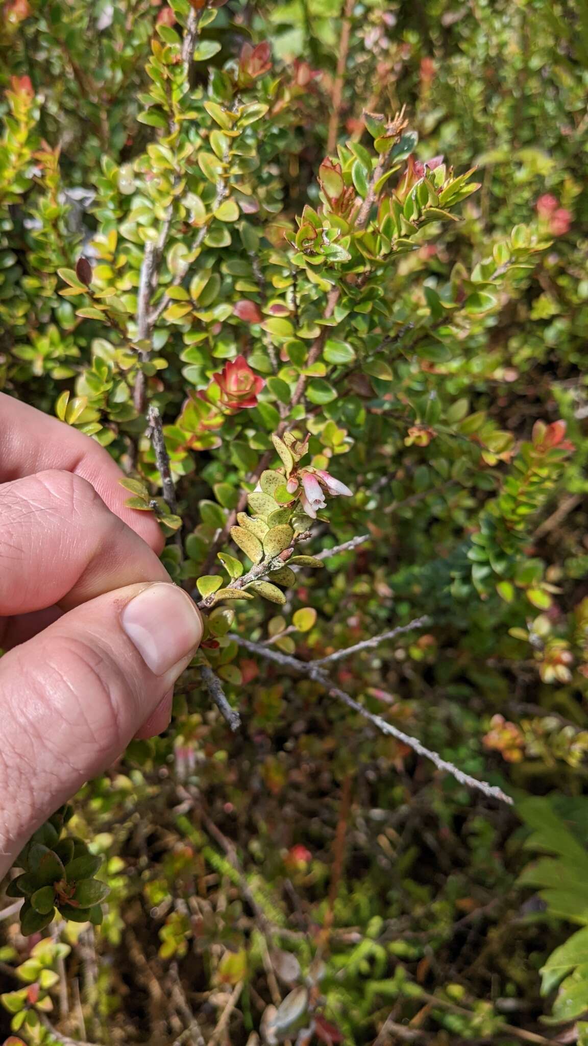 Plancia ëd Disterigma humboldtii (Klotzsch) Niedenzu