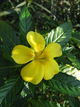 Imagem de Turnera ulmifolia L.