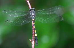 Image of Macrogomphus quadratus Selys 1878