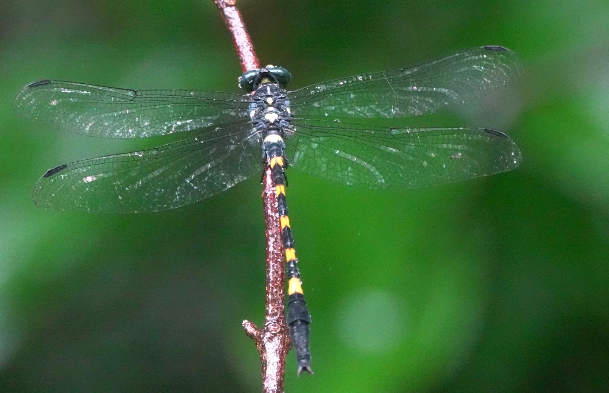 Imagem de Macrogomphus quadratus Selys 1878