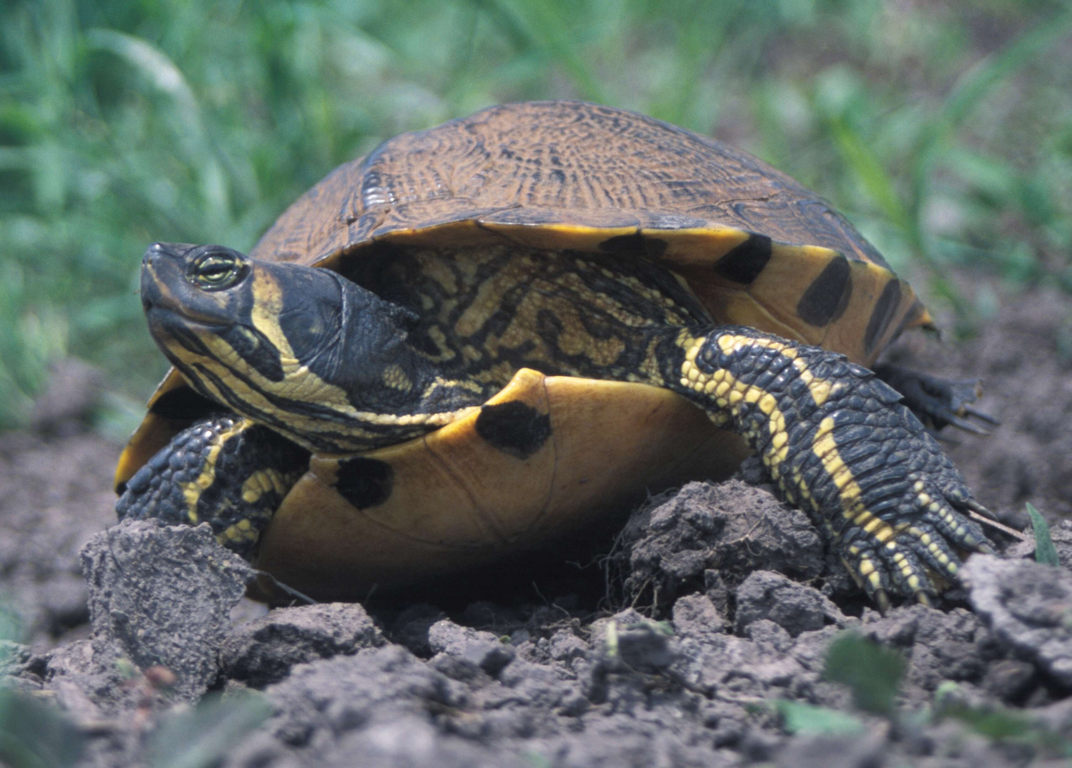 Image of yellow-bellied slider