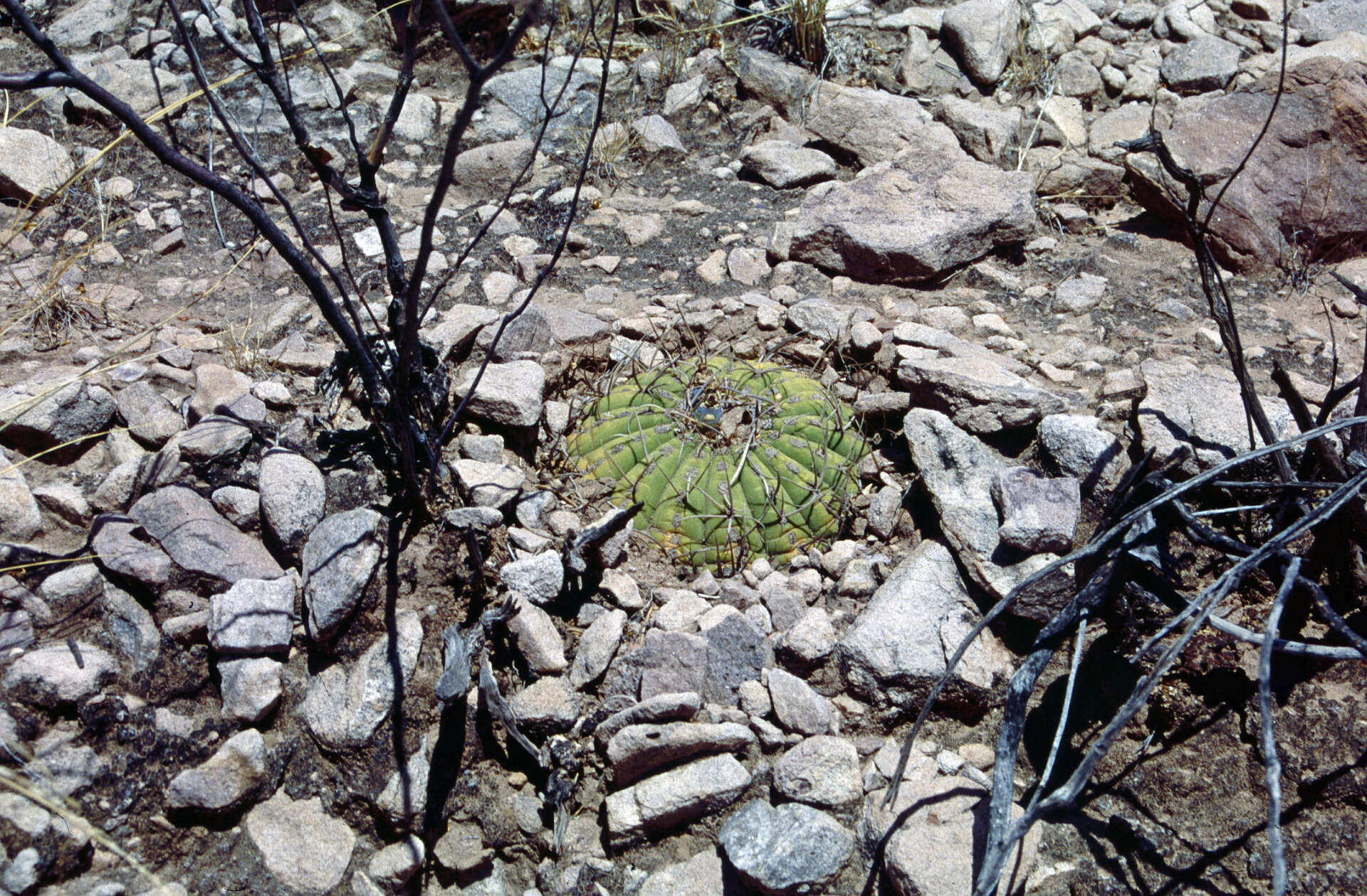 Image of Gymnocalycium spegazzinii subsp. cardenasianum (F. Ritter) R. Kiesling & Metzing