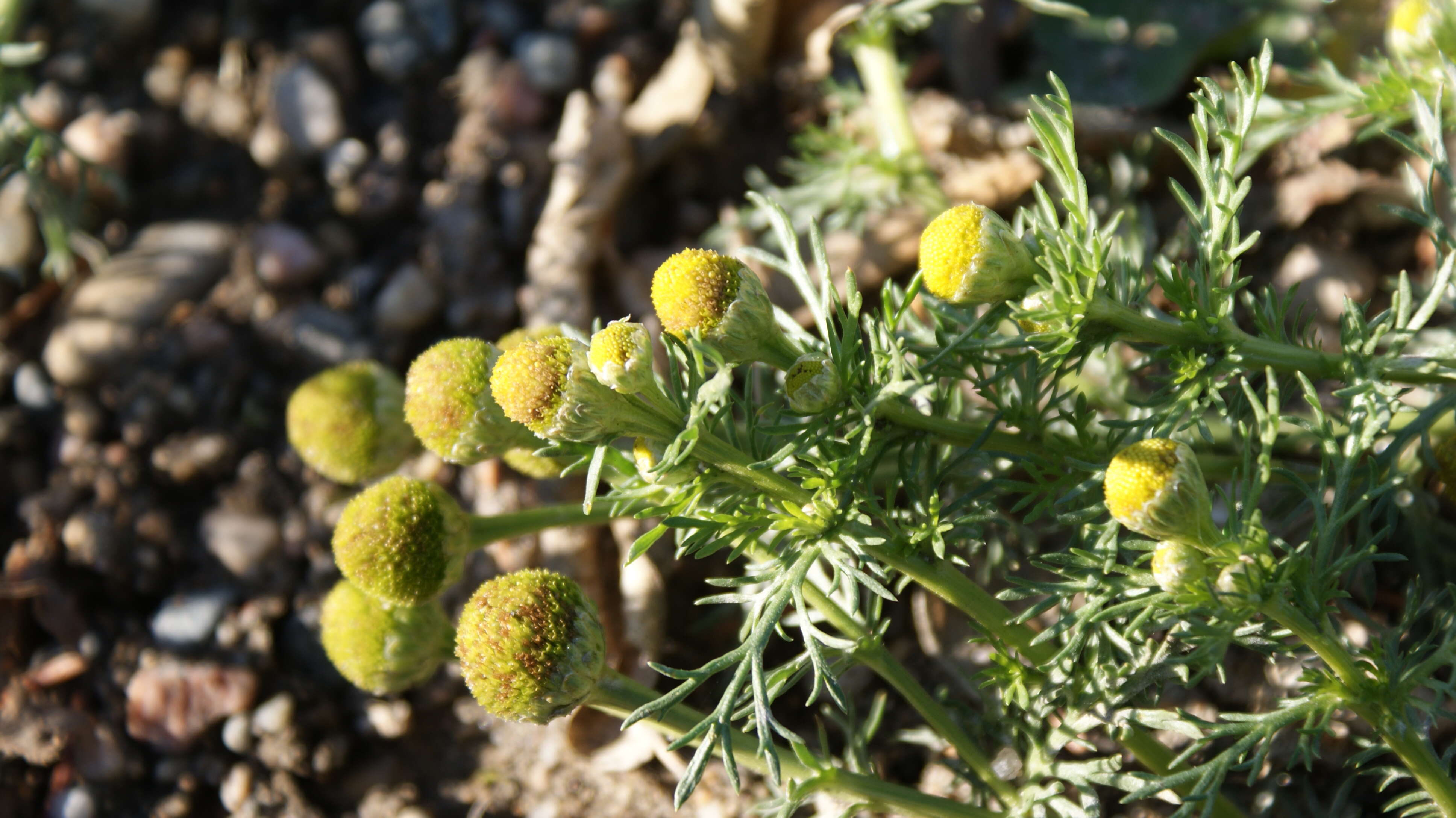 Image of disc mayweed